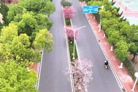 一起来赏花吧 #中南财经政法大学 #大学生 #校园生活 #春天 #校园视频封面