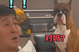 一拳一个爷爷 #拳师犬阿卢 #神奇动物在抖音视频封面