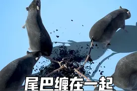 很多老鼠的尾巴缠在一起，被称为“鼠王” #冷知识科普 #神奇动物 #鼠王现象视频封面