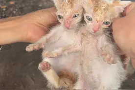 大过年的捡到两只被丢弃的小猫，要取什么名字好#我和我的猫 #猫咪的迷惑行为 #捡猫 #流浪猫 #猫咪视频封面