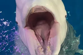 谁说大白不会才艺#白鲸唱歌 #虎滩小鱼儿视频封面