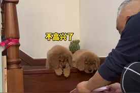 铜子铁子第一次学下楼梯，可爱爆啦视频封面
