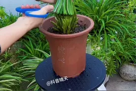 如果你家吊兰长得不好看了，修剪时可千万别贴着根部修剪，应离根部3到4公分的位置开始修剪，这样没有破坏它的生长点，半月又长一茬！#种植小技巧  #一起养花视频封面