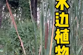 水边很多常用的本草，你们平时有注意过吗？#内容启发搜索 #采药人 #香蒲 #赶黄草 #旱莲草视频封面