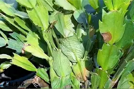 买的蟹爪兰总烂根养不活？老花农揭秘原因，提出了养活方法视频封面
