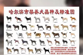 中华田园犬也不行！哈尔滨城区禁止养这39种狗！ #哈尔滨城区禁养犬种 #文明养犬 #哈尔滨城管视频封面