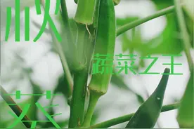 秋葵作为9月的应季蔬菜登场，这个被称为蔬菜之王的秋葵你见过长在树上的样子吗？#植物科普 #一日一植物 #秋葵 #秋葵的营养价值 #应季蔬菜