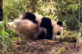 20240923大家心心念念的野培大熊猫终于传来了好消息视频封面