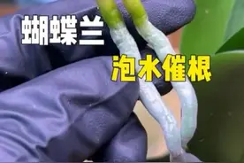 蝴蝶兰泡水催根生根 蝴蝶兰的根太少不易服盆，可以先泡水长根后再载种到盆里#蝴蝶兰#蝴蝶兰养护#蝴蝶兰生根 #养花小知识#养花小技巧视频封面