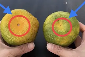 买橘子要选“母”的，瞧这里就能一眼辨别，个个皮薄肉厚清甜多汁视频封面