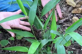 这种植物是淡竹叶，样子很像竹子叶片，农村人在山坡上采挖它 #dou来广东百千万 淡竹叶，不是竹叶。它在农村很常见。这植物的样子很像竹叶，所以很多人分不清。淡竹叶是禾本科多年生草本植物，根块很大，喜欢生长在山坡上。视频封面