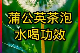 蒲公英茶泡水喝具有清热解毒、消肿散结、利尿通淋等功效 #养生视频封面