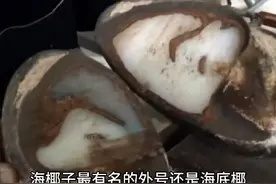 世界三大珍稀植物之一的海椰子，看一眼就脸红！#冷知识视频封面