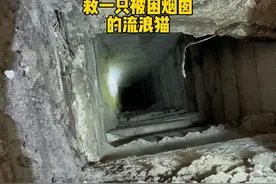 求助人：被困了几天嚎叫了几天，大半夜整栋大楼都听见，小区的好心人尝试了很多办法都没整出来，直到今天…#流浪猫救助 #明仔团队 #动物救援视频封面