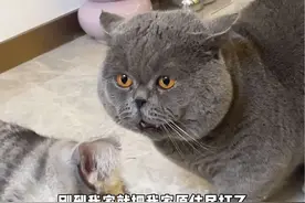 为什么蓝猫这么可爱，弃养率确实最高的？ #萌宠好物 #养猫新手 #猫咪呕吐 #猫咪排毛视频封面