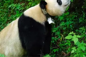 工作人员上山寻找贤贤，却惊喜的找到了贤贤崽视频封面