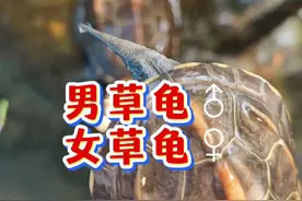 怎么辨别草龟公母？中华草龟雌性的简单区分辨方法，你看懂了吗？