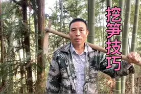 挖冬笋技巧，前期的笋好挖，只要你眼力好细心去找就会有收获视频封面