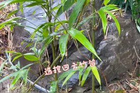 二月竹三月木，来这选挖些四方竹移栽！分享种植方法经验！视频封面