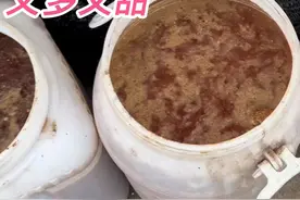 楼顶种菜：鱼蛋白这样做，种出来的瓜果又大又多又甜 #楼顶种菜