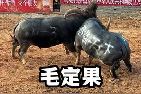 下司马场B组冠军决赛#争夺冠亚军#冠亚军争夺赛 #斗牛比赛视频封面