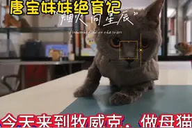 母猫绝育，牧威客动物医院#猫咪绝育 #绝育 @视频封面