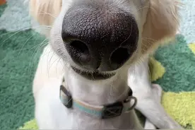 陕西细犬是我国有着悠久历史的本土猎犬，始于秦朝所以又名秦猃， #陕西细犬#秦猃#万物可爱计划 #可爱在我家视频封面