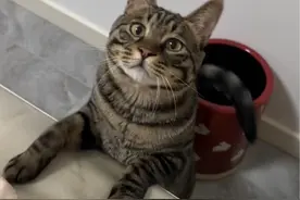 沉浸式小猫喝奶全过程#贝贝今天喝奶了吗#抖in萌宠计划  #没有什么事是撸猫解决不了的 #猫咪也是有小情绪的 #萌宠出道计划视频封面