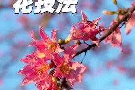 六种拍花详细教程 通用六种拍花小技巧，简单好学，学习起来吧#拍花技巧 #手机摄影 #拍花 #拍摄花朵教程视频封面