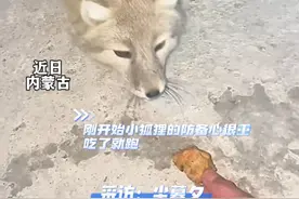 零下20多度，男子连续两个多月投喂野生小狐狸，小狐狸从陌生到依赖每天定点来觅食 #神奇动物在抖音 #爱护小动物呵护小生命 #人与自然和谐共处 @尘暮夕视频封面