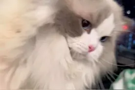 鼻子越粉，打拳越狠#仙女猫 #我和我的猫视频封面