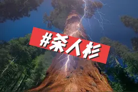 世界上最恐怖的树~杀人杉#不可思议#万万想不到视频封面