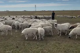 老铁们你们知道羊为什么必须吃盐么？评论区告诉我#新农人计划2024 #乡村生活家 #羊倌大哥的牧区生活 #我的乡村生活