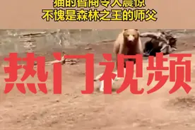 #抖音热点宝 #安全 小猫被两只熊围攻猫的智商令人震惊不愧是森林之王的师父#动物的迷惑行为 #神奇动物在抖音 #国外视频分享视频封面
