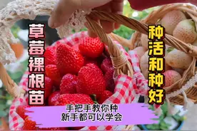 新手都能学会的盆栽草莓裸根苗种植方法来了，不仅能种好还结果多视频封面