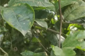 百香果的病毒病打药只能一时压制，从根本出发才能减少发病概率！#种百香果 #农业技术推广 #种植技术 #果园管理 #关注我每天分享种植知识视频封面