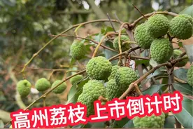 #高州荔枝#荔枝上市倒计时#广东水果#桂味#妃子笑 你们家的荔枝熟了吗 白糖罂再过十天左右就上市啦视频封面