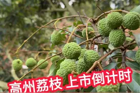 #高州荔枝#荔枝上市倒计时#广东水果#桂味#妃子笑 你们家的荔枝熟了吗 白糖罂再过十天左右就上市啦视频封面
