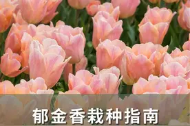 郁金香栽种指南，5度球、自然球怎么选？ #郁金香 #花卉绿植 #爱生活爱养花 #记录我的种植生活 #海蒂的花园 @抖音短视频视频封面