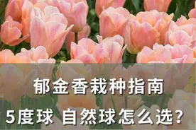 郁金香栽种指南，5度球、自然球怎么选？ #郁金香 #花卉绿植 #爱生活爱养花 #记录我的种植生活 #海蒂的花园 @抖音短视频视频封面