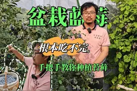 新手必看！零基础种盆栽蓝莓苔藓苗，手把手教学，挂果爆盆不是梦视频封面