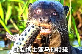 被誉为“河狼”的顶级猎手 #神奇动物在抖音 #科普 #网络热门生物鉴定视频封面