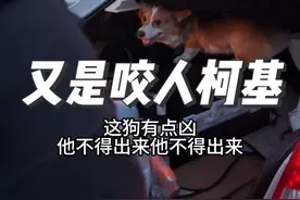 遇到这种柯基该怎么办啊#柯基#护食咬人 #人与动物和谐共处 #萌宠出道计划 #会训犬的老黄视频封面