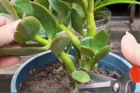 打造棒棒糖造型的玉树！#种植小技巧 #一起养花视频封面