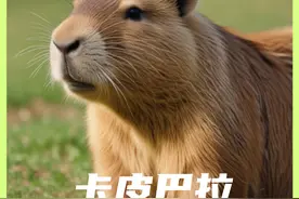 情绪稳定的卡皮巴拉，天生我才必有用，能不用时就不用视频封面