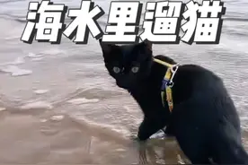 捡猫3个月，第一次在海里遛猫，社会化没白做，老母亲欣慰… #我镜头下的小猫 #猫咪的迷惑行为 #猫咪洗澡 #科学养宠攻略 #万物可爱计划视频封面