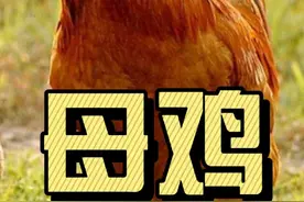 母鸡为什么能变成公鸡？ 视频封面