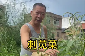 刺苋菜根煲猪大肠、大家有没有听说过，或者还知道其他用处？#民间草药的功效与用法 #三农 #识百草视频封面