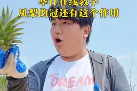 华仔在线教学，原来凤梨的冠还有这作用#全进华 #我的乡村生活 #凤梨视频封面