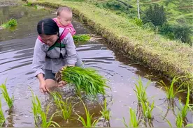 公公婆婆都老了，看不了孩子，每天只能背着孩子去干活特别的辛苦特别的累，孩子也特别的争气，不哭不闹。视频封面